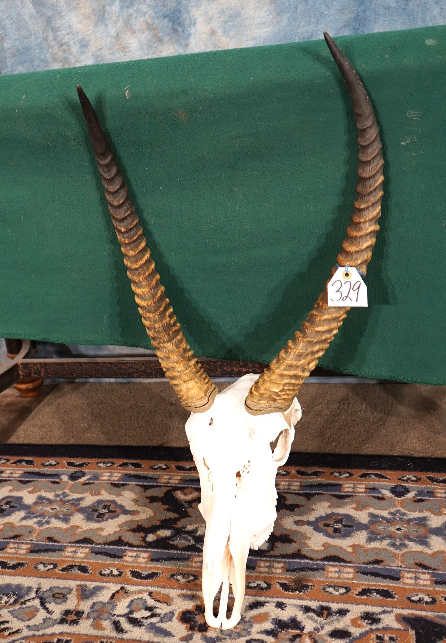 African Waterbuck Antelope Skull Taxidermy