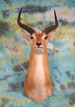 African Kafue Lechwe Antelope Shoulder Taxidermy Mount