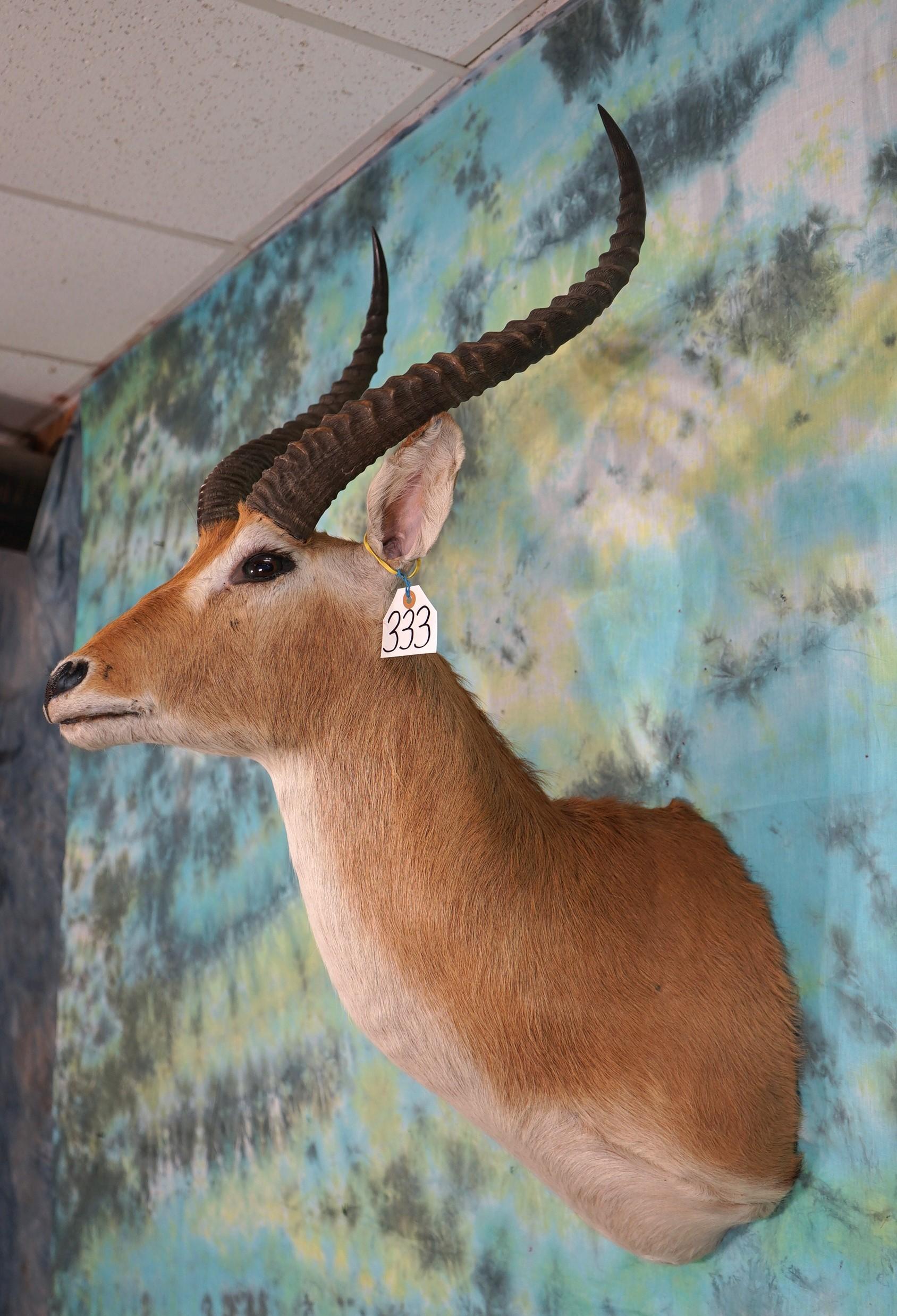 African Kafue Lechwe Antelope Shoulder Taxidermy Mount