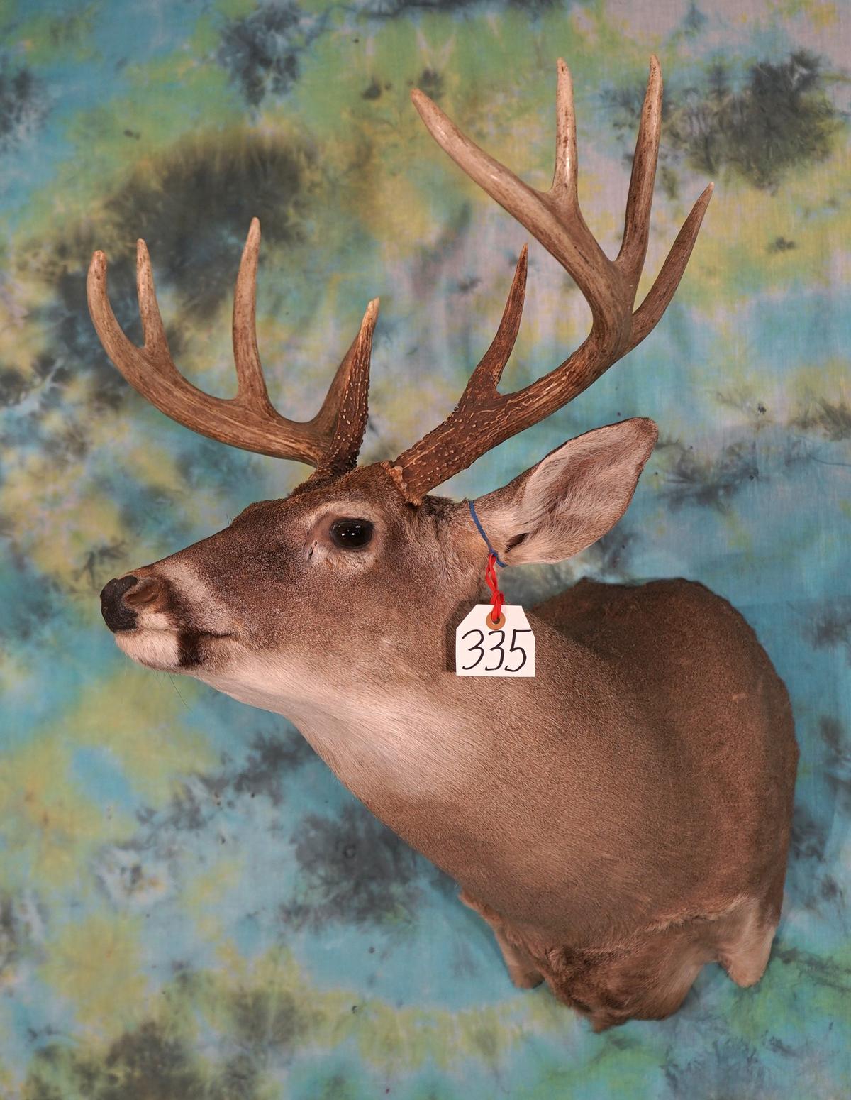 10pt. Whitetail Deer Shoulder Taxidermy Mount