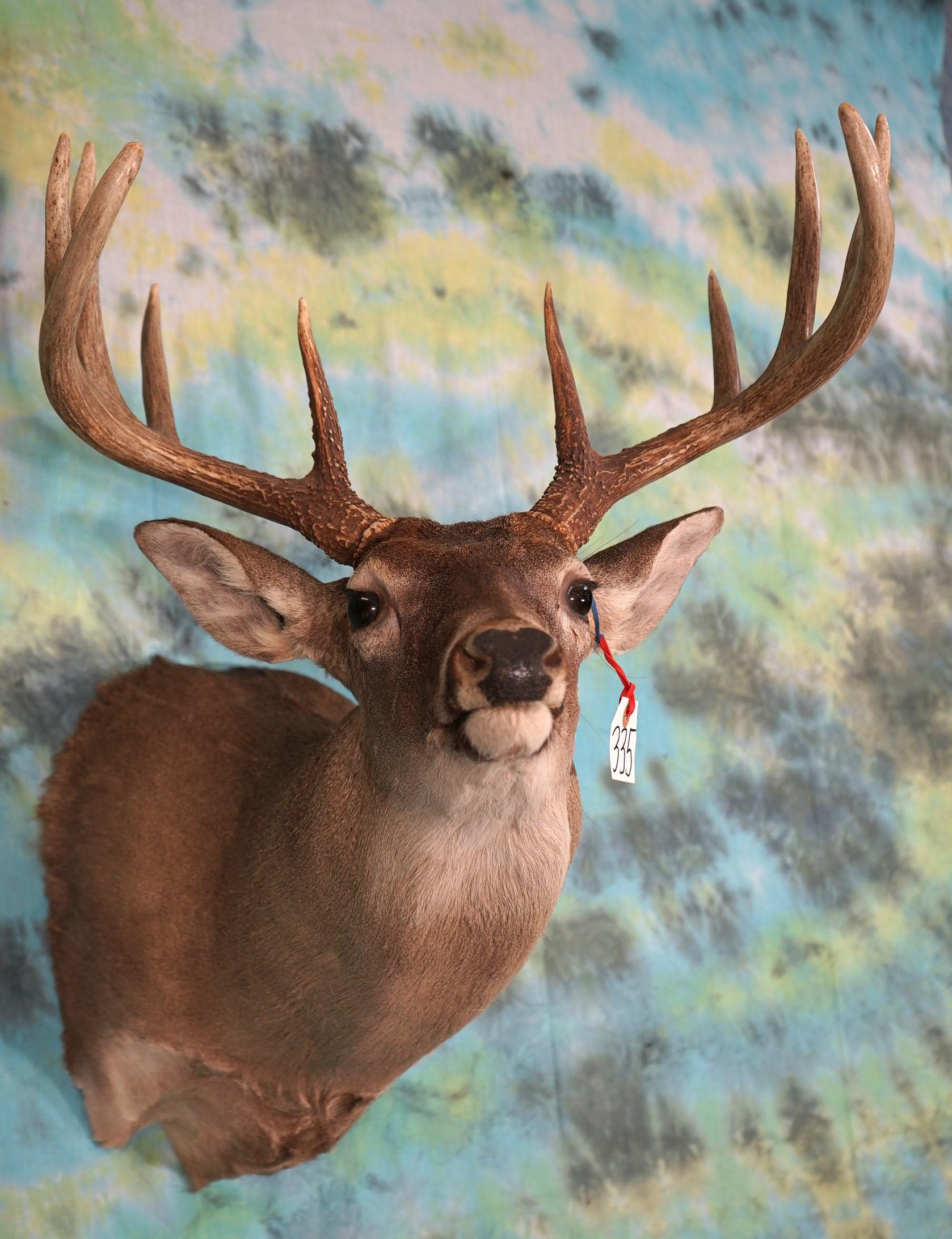 10pt. Whitetail Deer Shoulder Taxidermy Mount