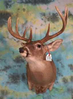 10pt. Whitetail Deer Shoulder Taxidermy Mount