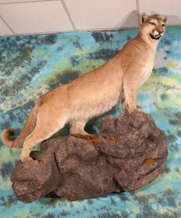 Extra Large Mountain Lion Full Body Taxidermy Mount