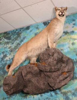 Extra Large Mountain Lion Full Body Taxidermy Mount