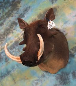 Big Warthog Trophy Warthog Shoulder Taxidermy Mount