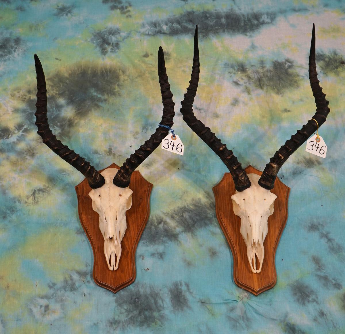 Nice New Pair of African Impala Horns on Finished Wood Panels Taxidermy