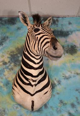 East African Grant's Zebra Shoulder Taxidermy Mount