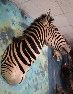 East African Grant's Zebra Shoulder Taxidermy Mount