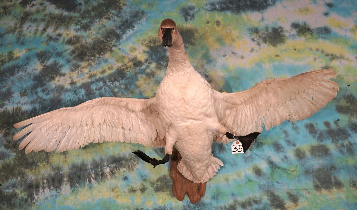 White Swan Taxidermy Bird Mount