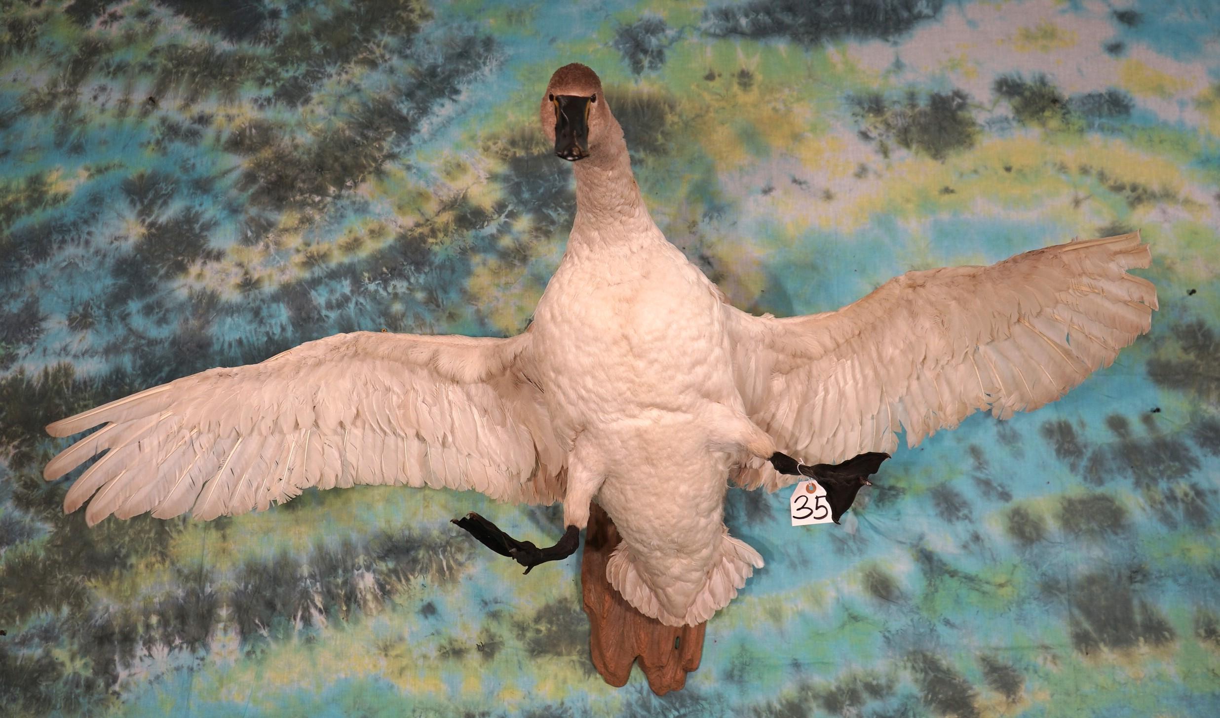 White Swan Taxidermy Bird Mount