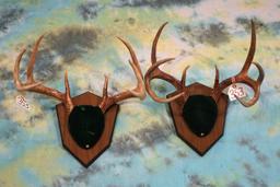 Pair of Texas Whitetail Deer Antlers on Plaques Taxidermy