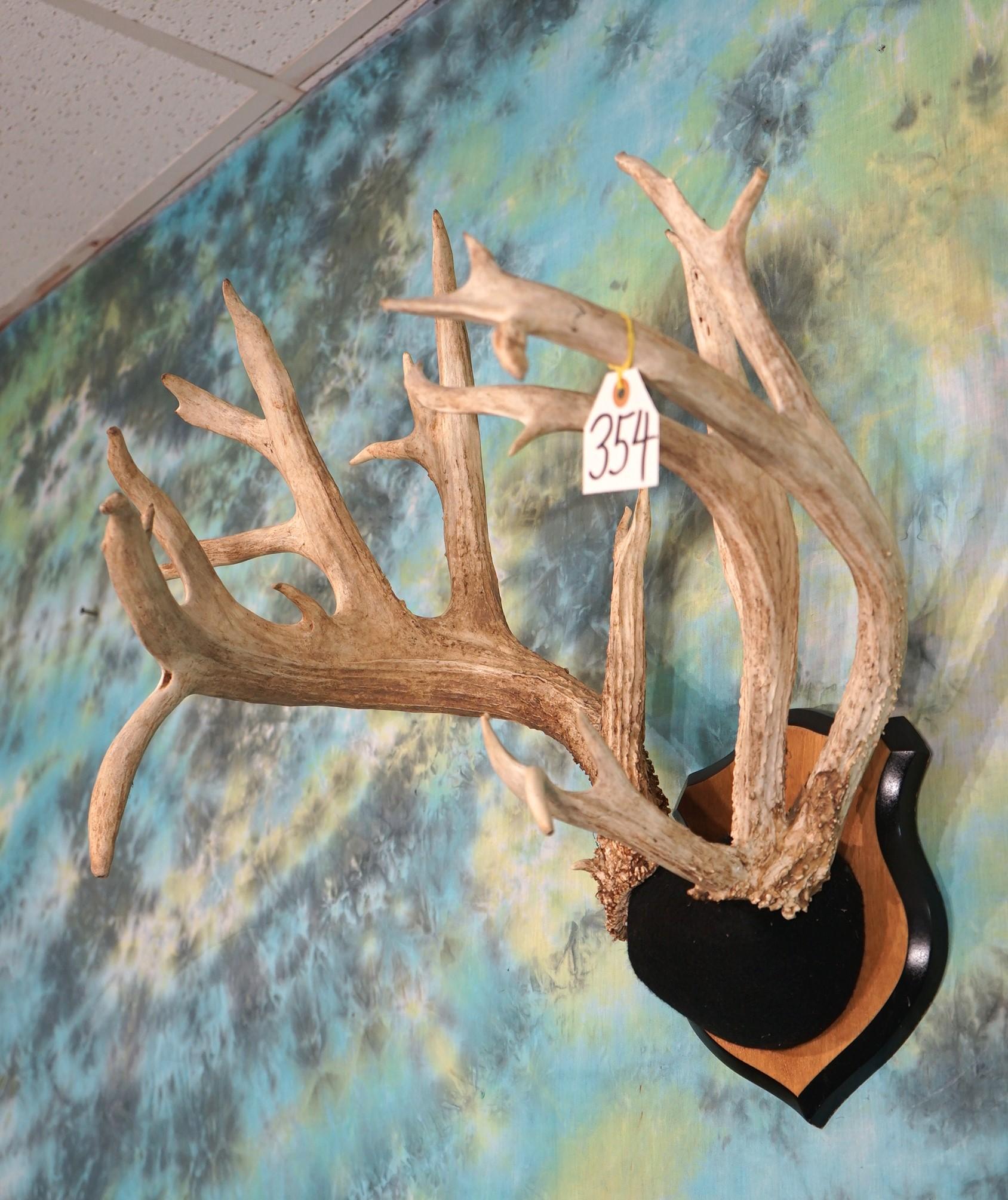 Big 220 gross Wisconsin Whitetail Deer Antlers Taxidermy