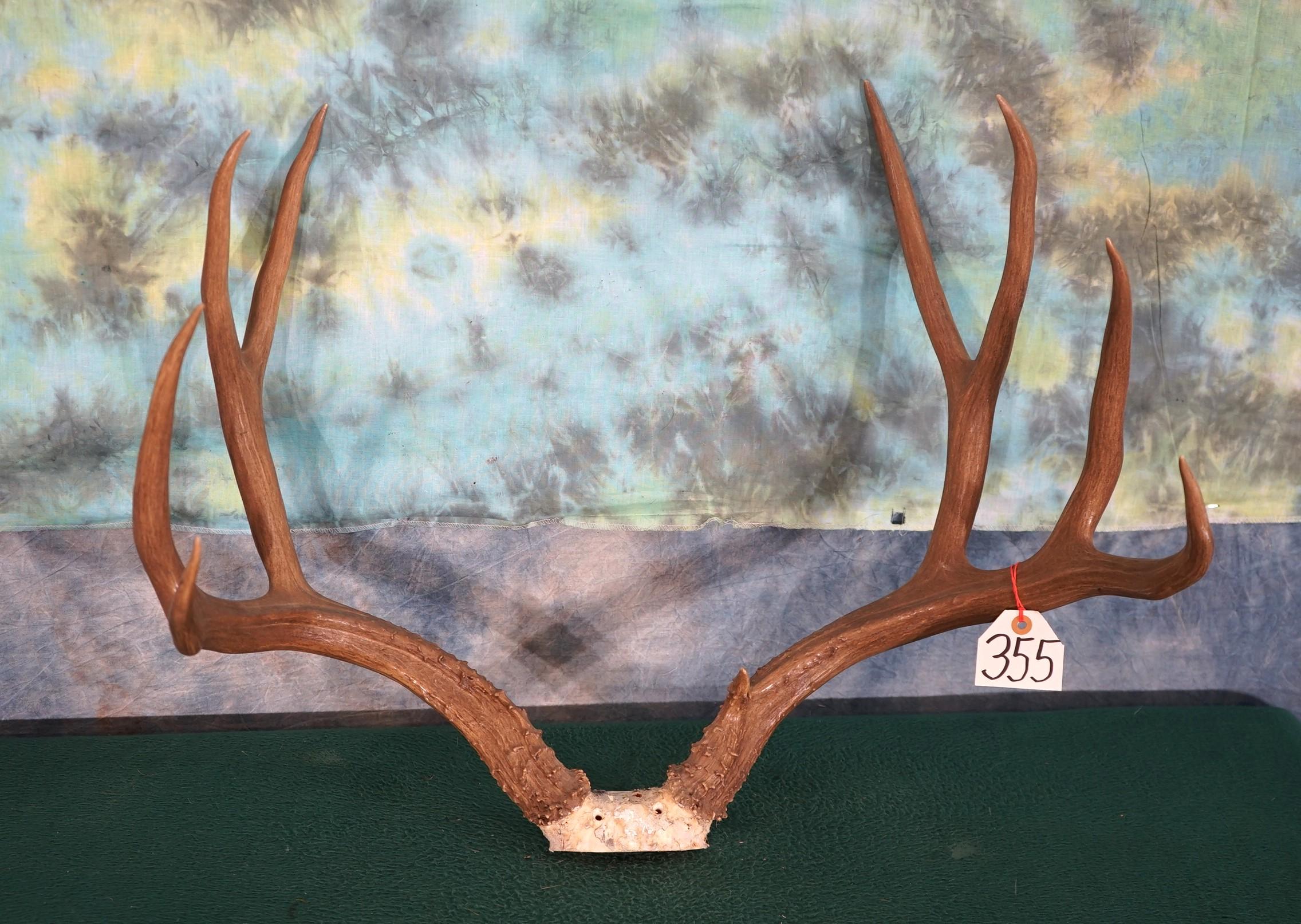 Big Mule Deer Antlers Taxidermy