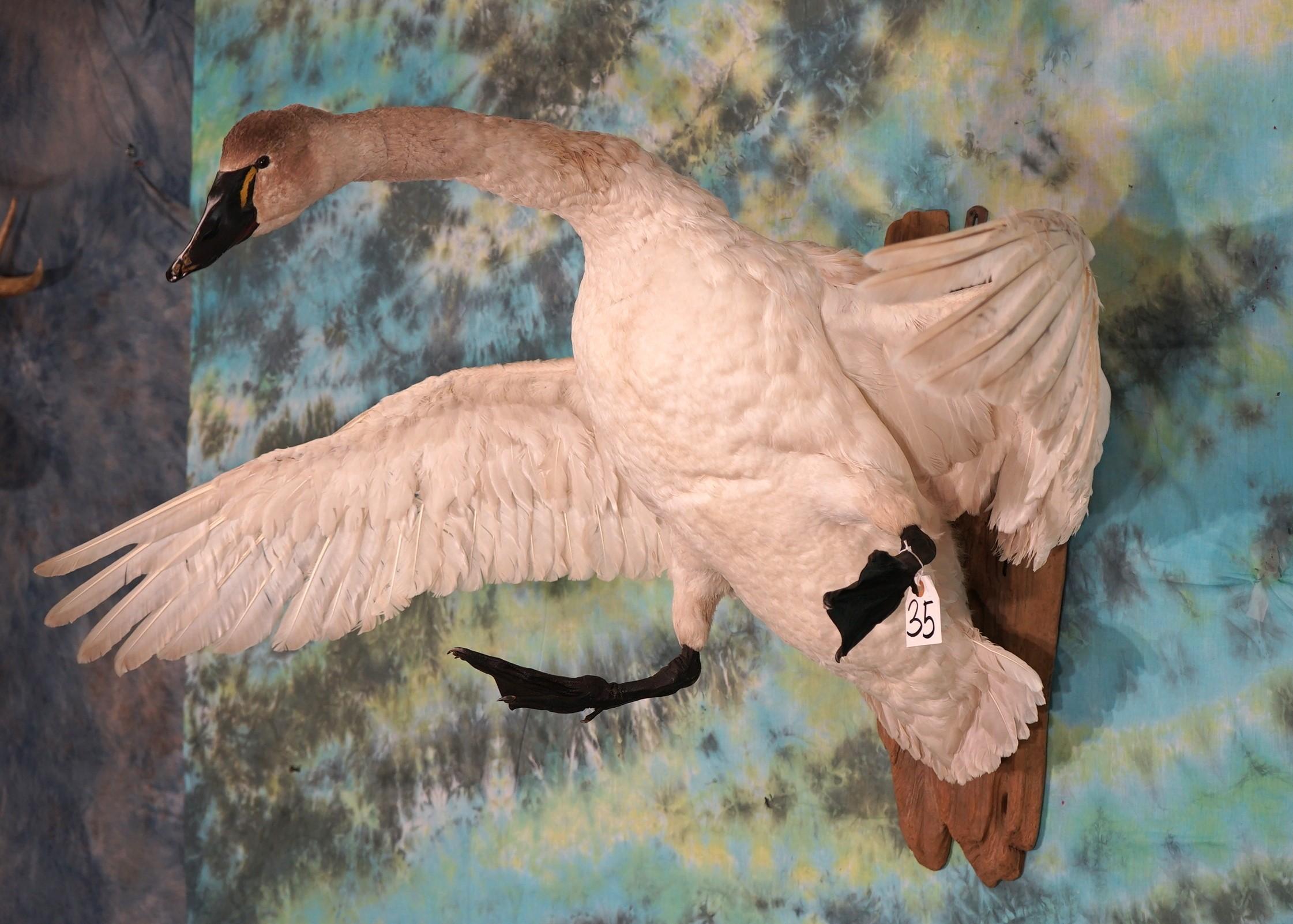 White Swan Taxidermy Bird Mount