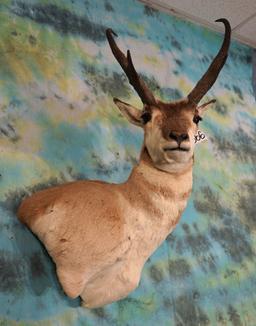 Pronghorn Antelope Shoulder Taxidermy Mount