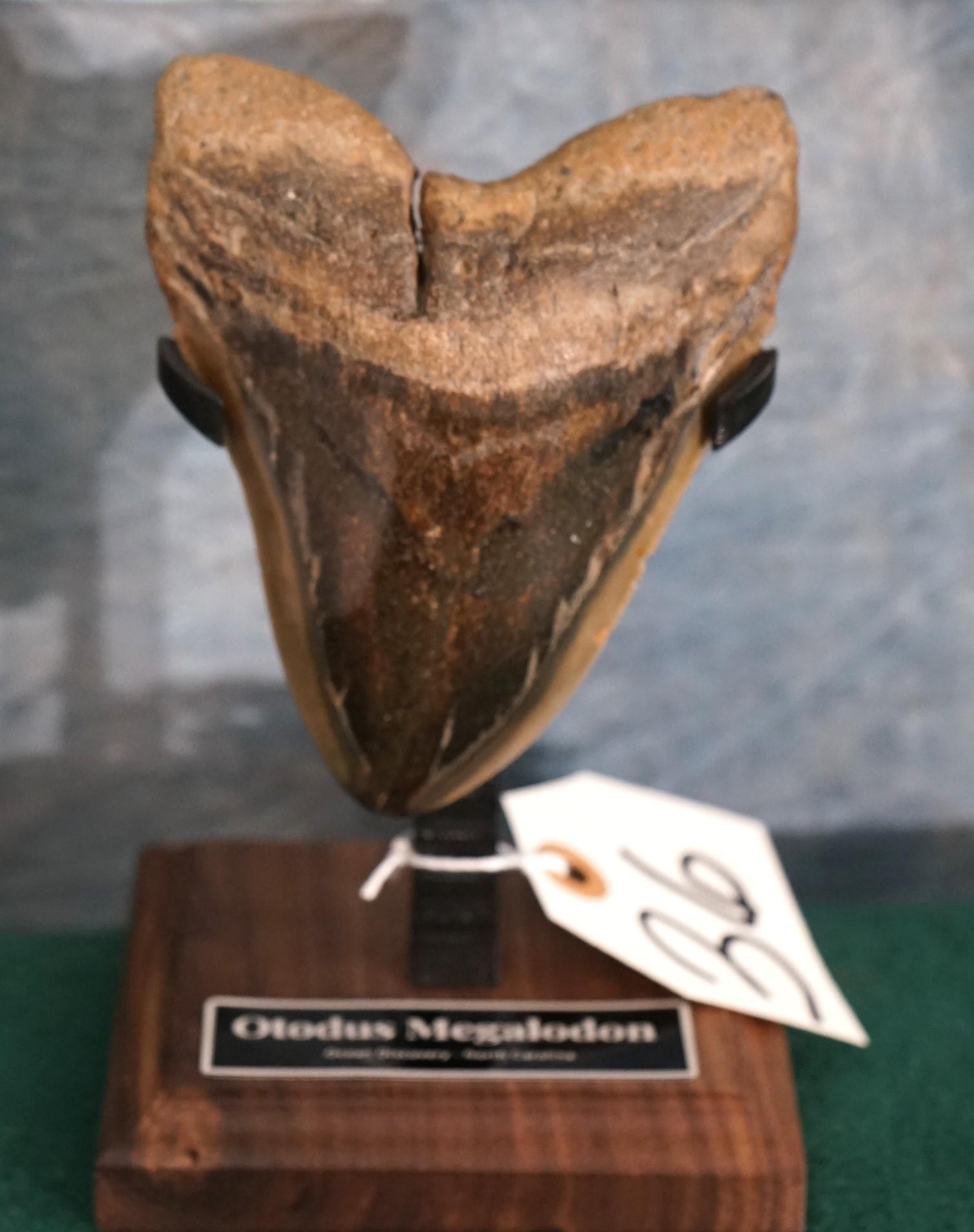 Beautiful, Highly Polished Megalodon, "Prehistoric Shark" Tooth on Display Stand