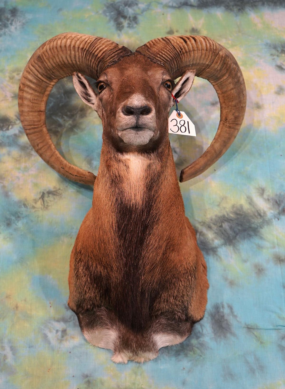 Armenian Mouflon Sheep Shoulder Taxidermy Mount