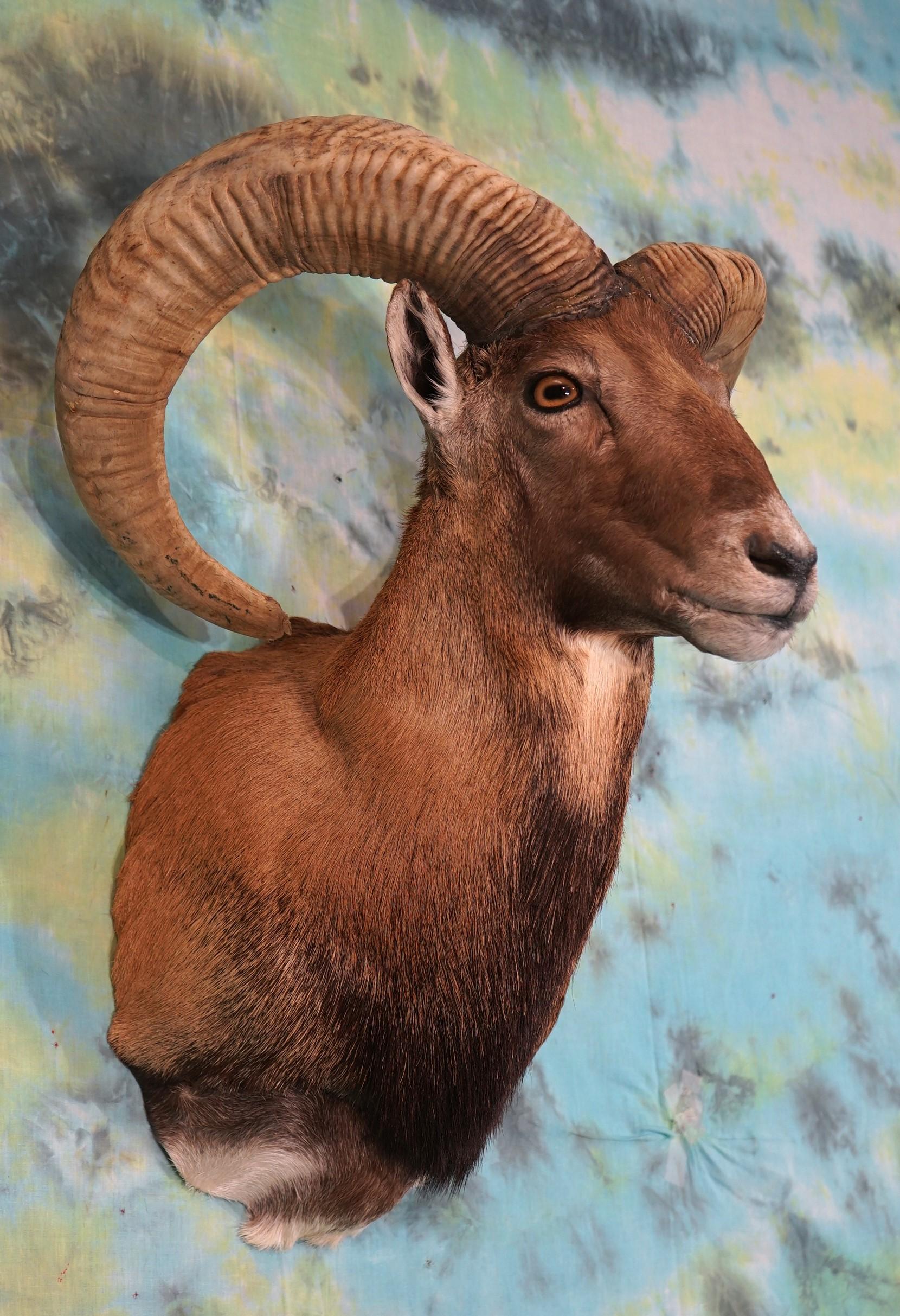 Armenian Mouflon Sheep Shoulder Taxidermy Mount