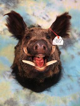 Russian Boar Shoulder Taxidermy Mount