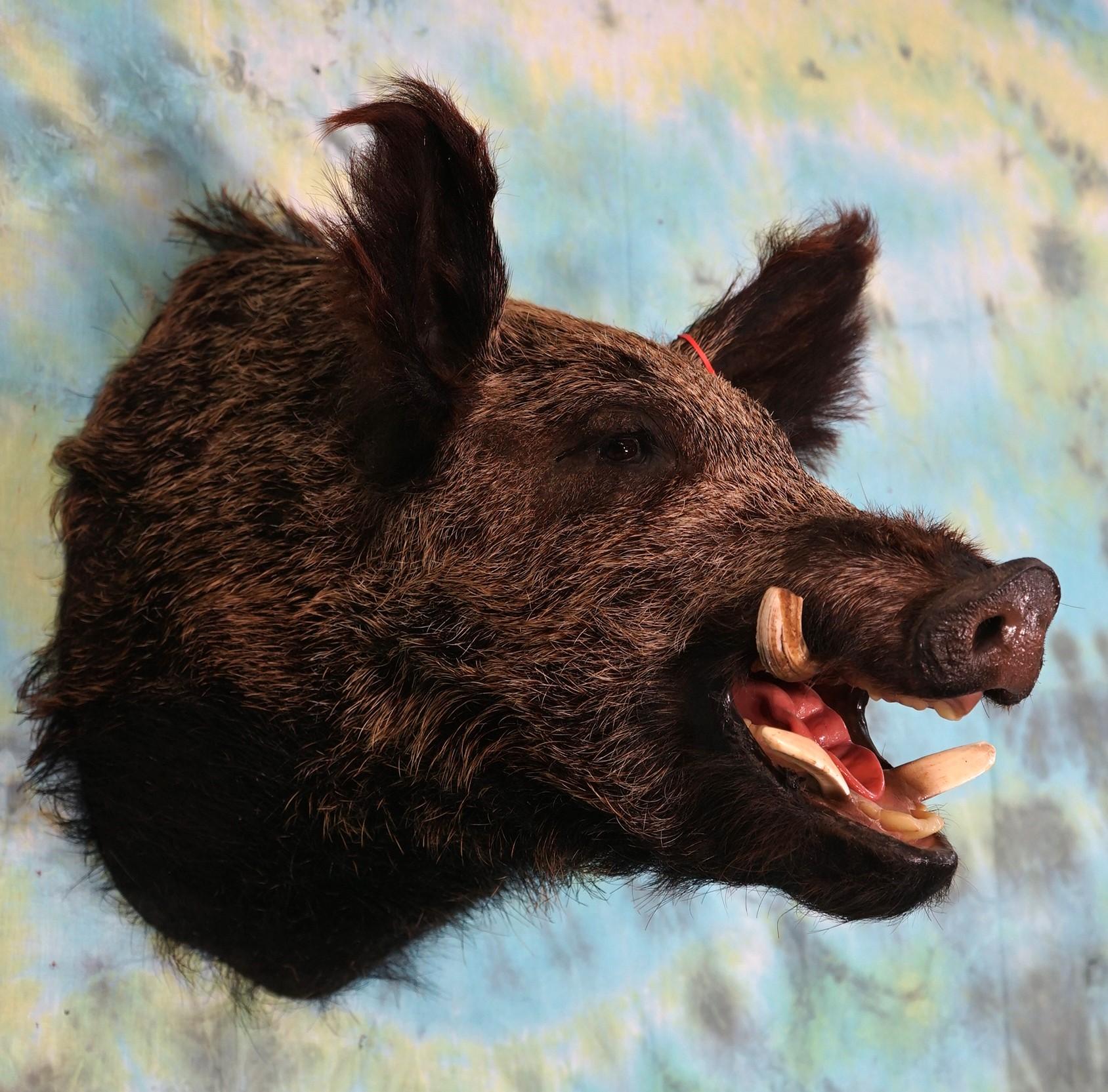 Russian Boar Shoulder Taxidermy Mount