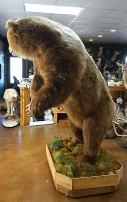 Alaskan Brown Bear Full Body Taxidermy Mount