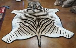 Beautiful African Chapman's Zebra Rug Taxidermy Mount