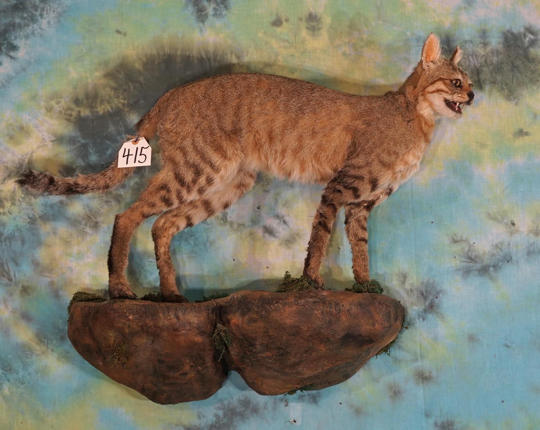 Full Body African Wild Desert Cat Taxidermy Mount