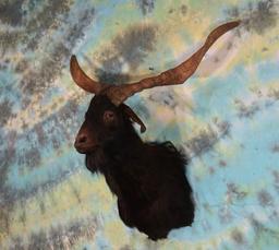 Black Catalina Wild Goat Shoulder Taxidermy Mount