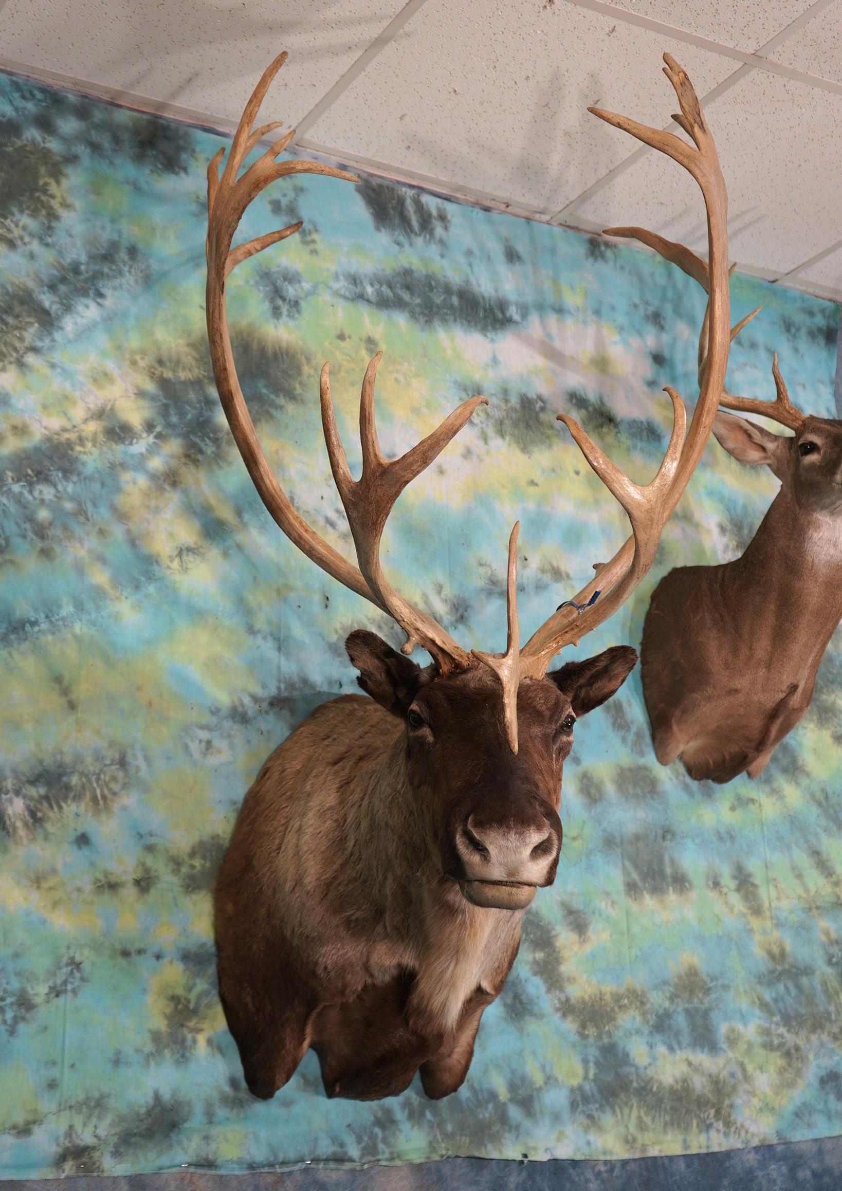 Alaskan Barren Ground Caribou Shoulder Taxidermy Mount