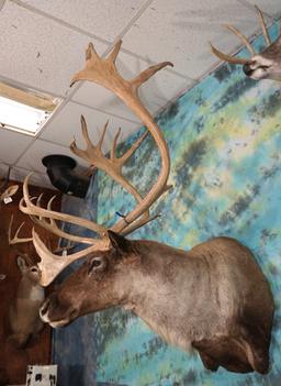 Alaskan Barren Ground Caribou Shoulder Taxidermy Mount