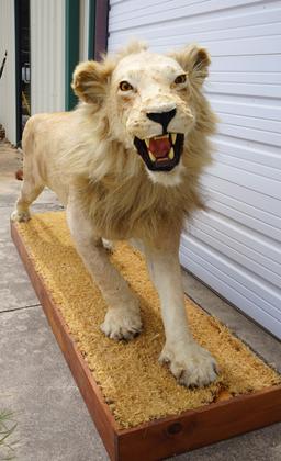 Full Body African Lion Taxidermy Mount **Texas Residents Only!**