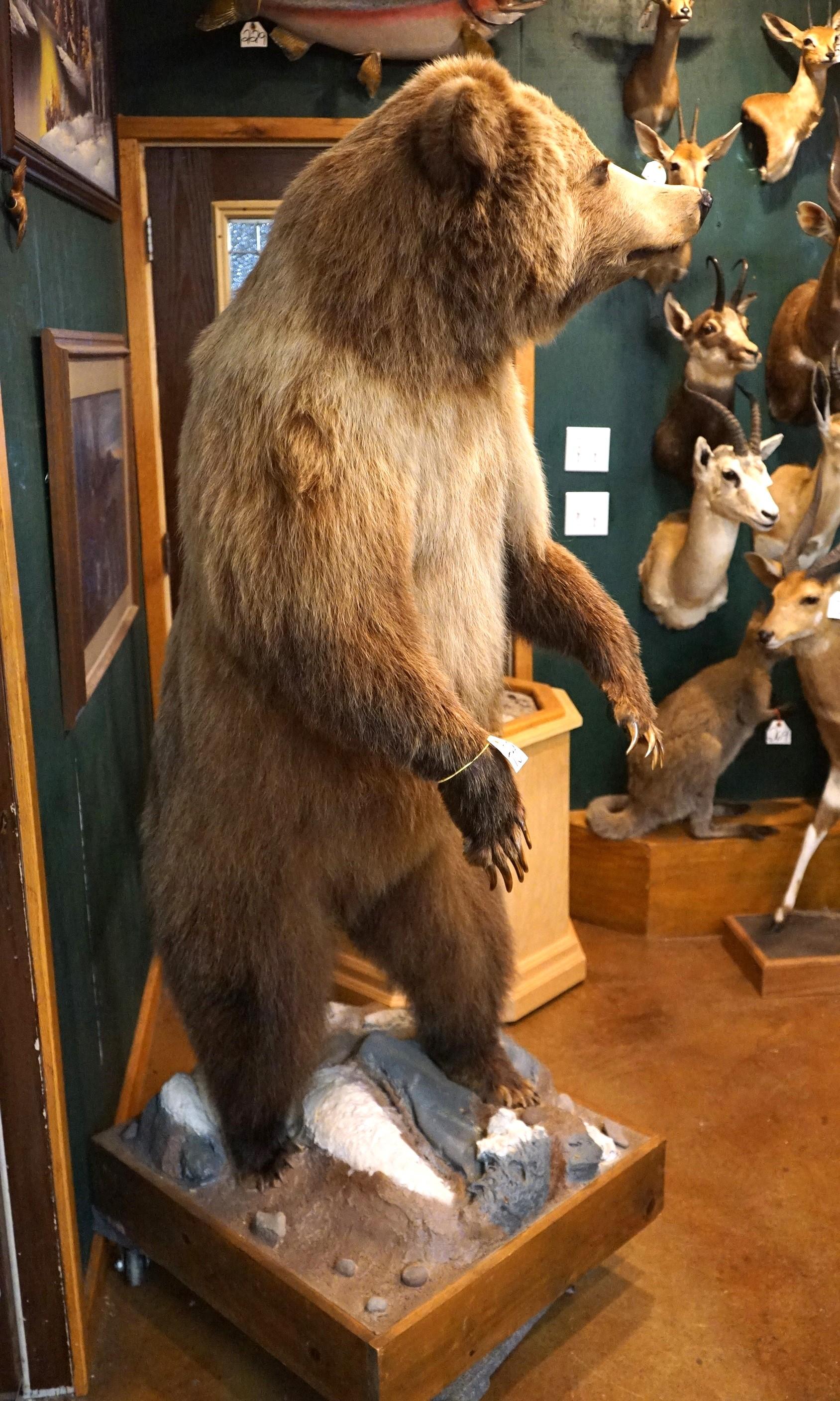 Mountain Grizzly Bear Full Body Taxidermy Mount