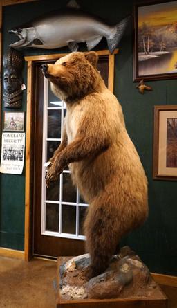 Mountain Grizzly Bear Full Body Taxidermy Mount