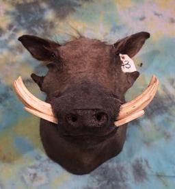 African Warthog Shoulder Mount Taxidermy