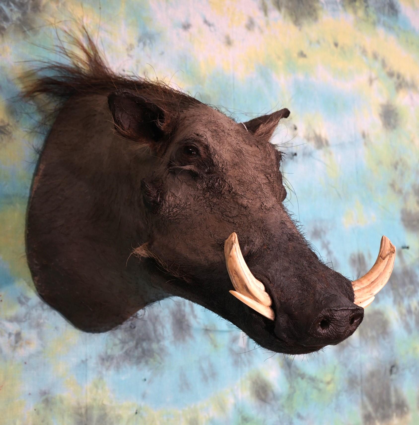 African Warthog Shoulder Mount Taxidermy