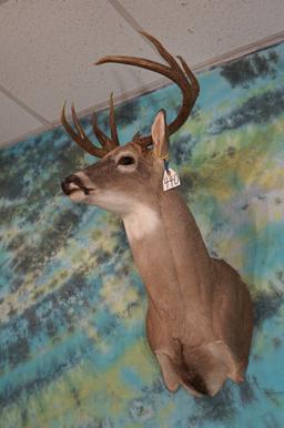 11pt. Texas Whitetail Deer Shoulder Taxidermy Mount