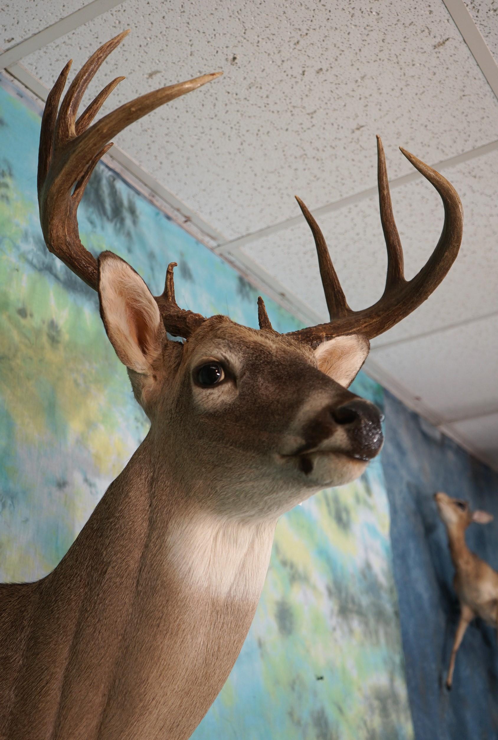 11pt. Texas Whitetail Deer Shoulder Taxidermy Mount