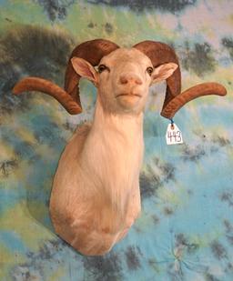 Texas Dall Sheep Ram Shoulder Taxidermy Mount