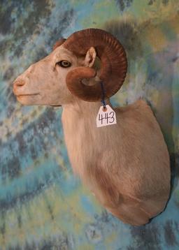 Texas Dall Sheep Ram Shoulder Taxidermy Mount