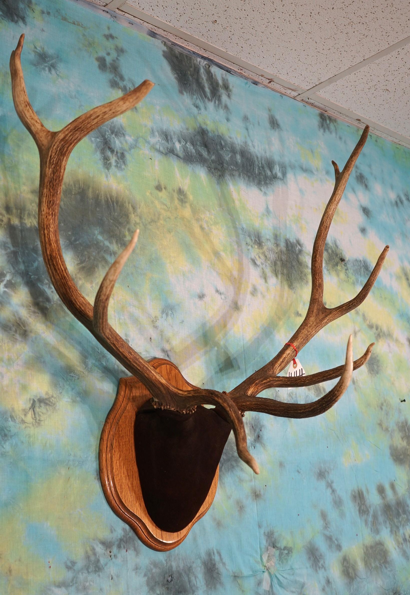 5 x 4 Elk Antlers on Oak Panel Taxidermy
