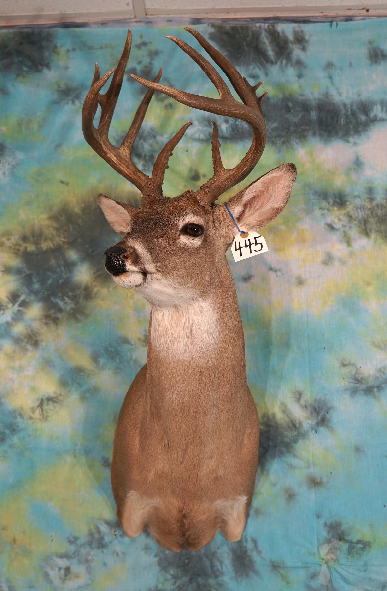 13pt. Whitetail Deer Shoulder Taxidermy Mount