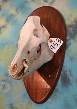 Wild Boar or Feral Hog Skull on Panel Taxidermy