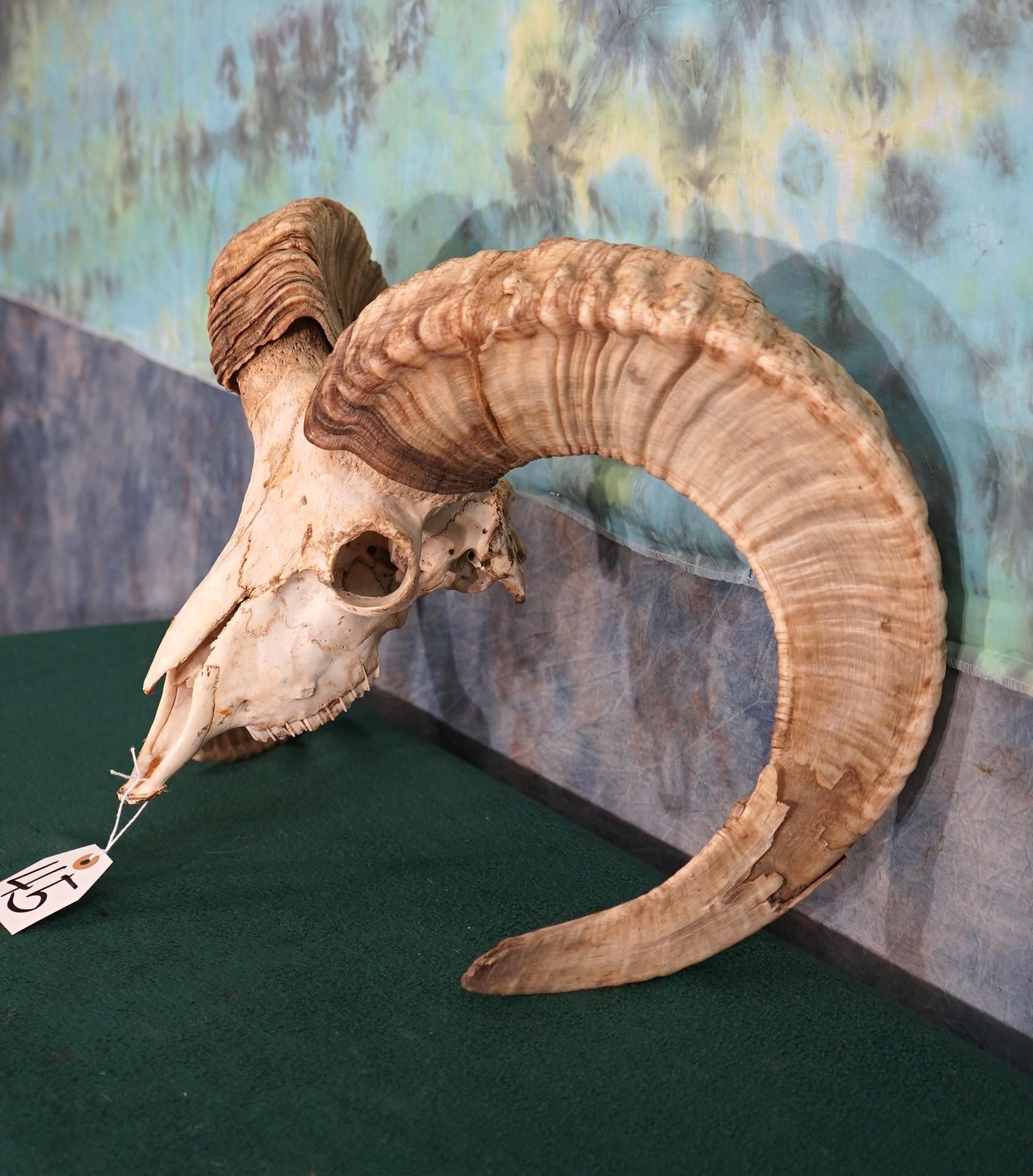 Exotic Ram Skull Taxidermy
