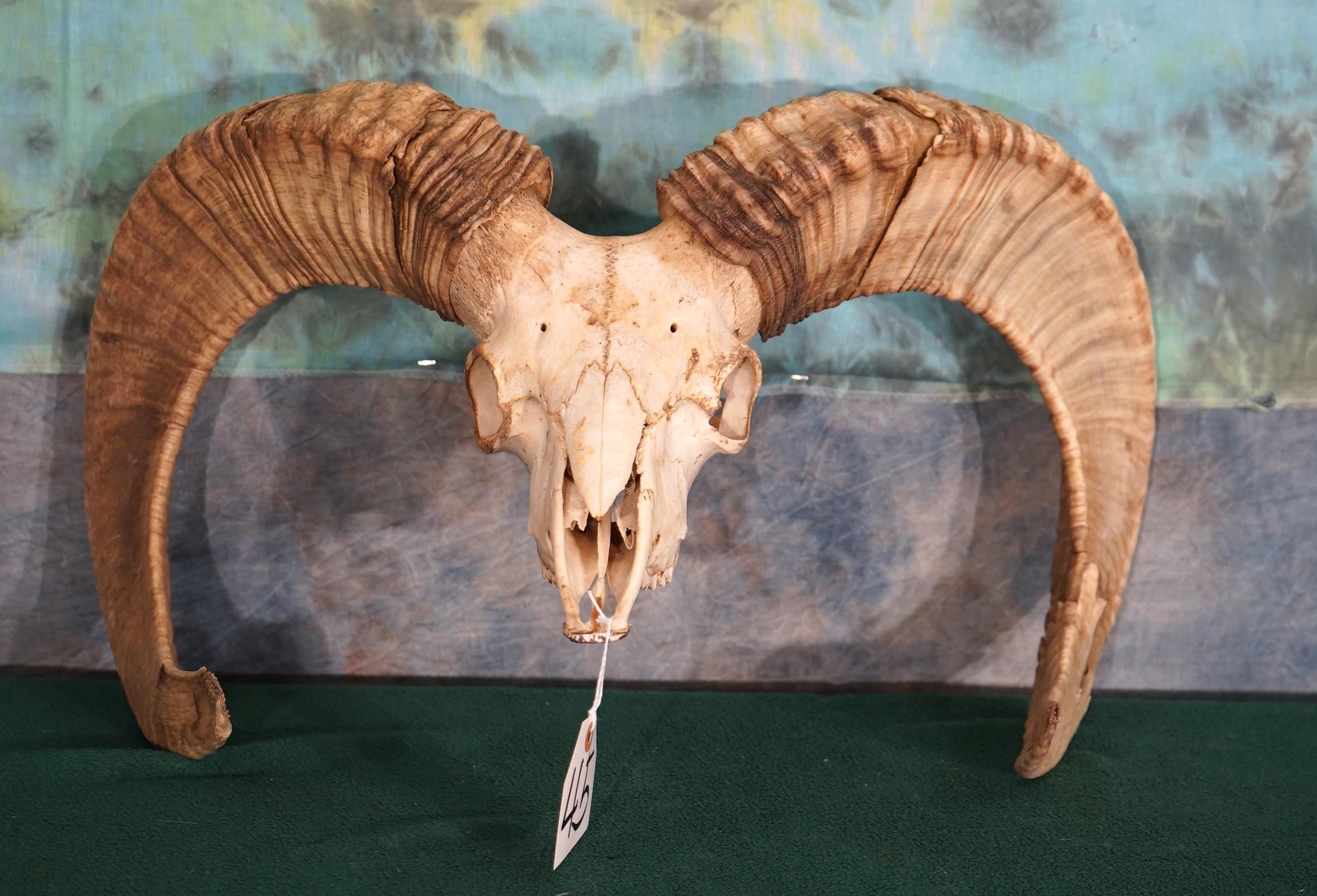 Exotic Ram Skull Taxidermy