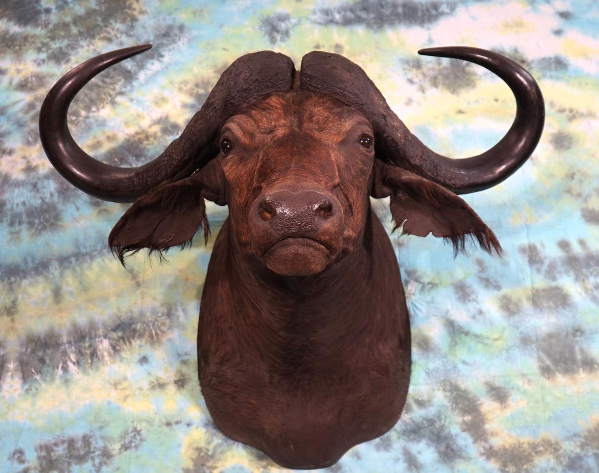 43 1/2" spread African Cape Buffalo Shoulder Taxidermy Mount