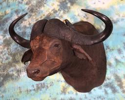 43 1/2" spread African Cape Buffalo Shoulder Taxidermy Mount