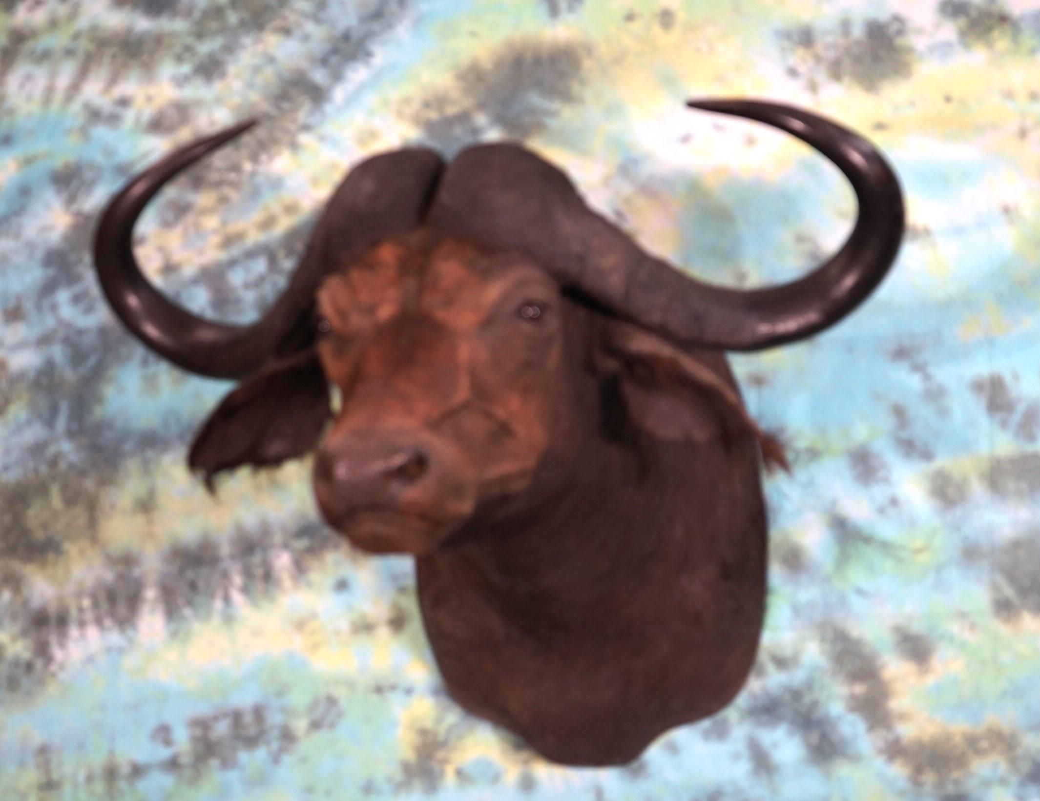 43 1/2" spread African Cape Buffalo Shoulder Taxidermy Mount