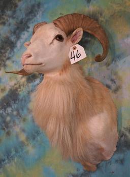 Texas Dall Sheep Shoulder Mount Taxidermy