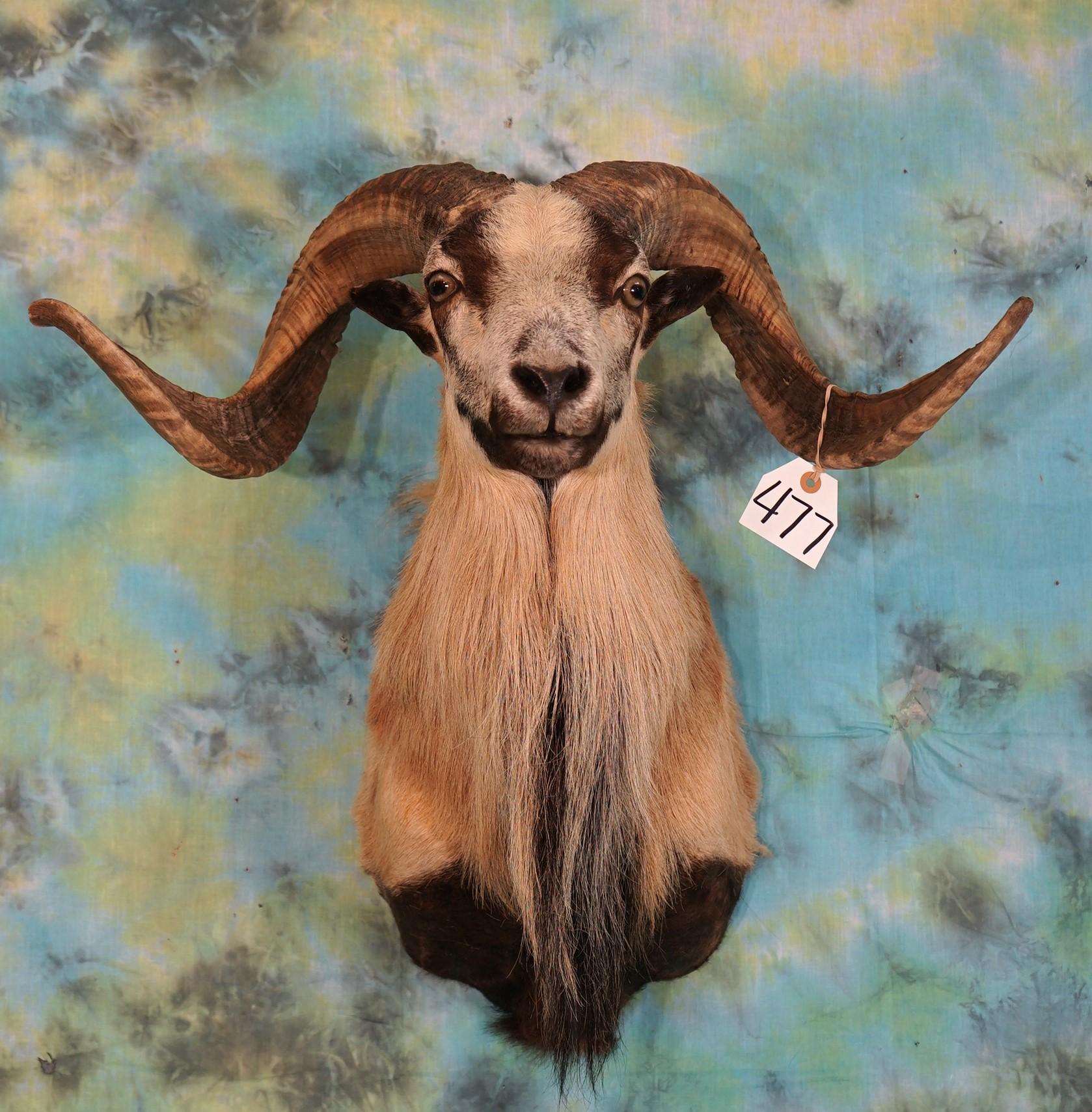 Corsican Sheep Shoulder Taxidermy Ram Mount