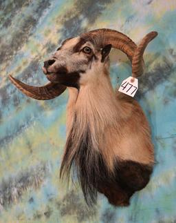 Corsican Sheep Shoulder Taxidermy Ram Mount